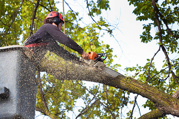 How Our Tree Care Process Works  in  Uniontown, AL